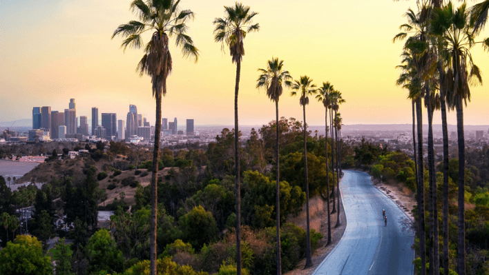 palm trees with Los Angeles skyline