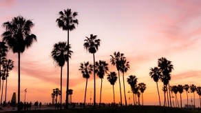 palm trees with sunset in the background
